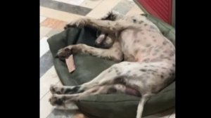 Лиса-Алиса. Честер и Белый отдыхают дома