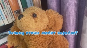 Почему птицы любят корабли? Тима расскажет