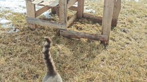 Весенняя прогулка с козлятами