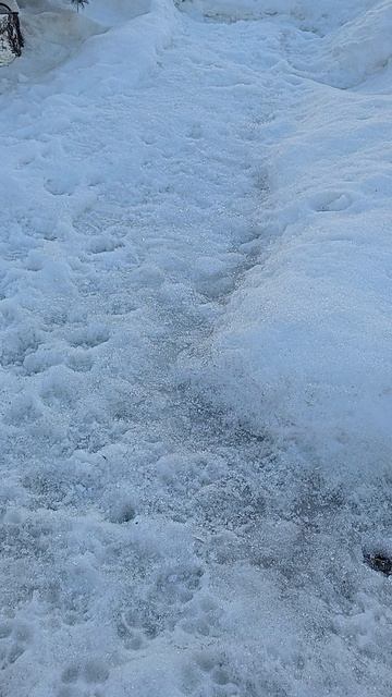 креветки в снегу