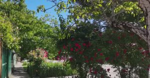 Люблю цветы. Они украшают нашу Жизнь и очень радуют. Они-подарки нашей любимой  Матушки-Земли