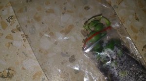 обед на завтра и крестовник Роули🌱