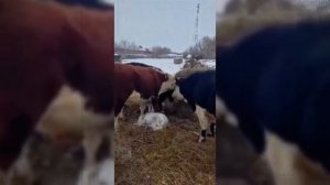 "Пустой хлев НЕ РАЗГОНИШЬ":кто на самом деле ЗАКАЗАЛ зачистку российской деревни?