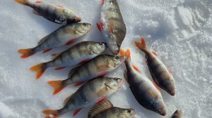 Весенняя рыбалка на карьере.