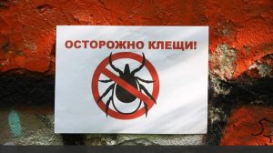 В Роспотребнадзоре исключили риск появления клещей-мутантов в средней полосе РФ