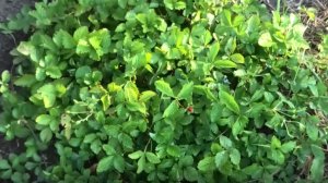 Дюшенеи индийской один месяц