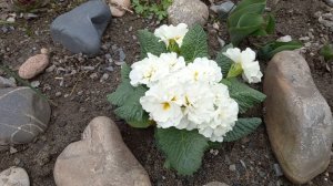 28-03-2026 Влог/Покупки/У подруги в гостях РАЙ на ЗЕМЛЕ