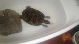 Бронированный крокодил по кличке Рыло получил ворованных креветок с лопаты