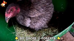 Содержание кур в домашних условиях и других птиц во дворе у Роберта 🐣🐤🦆🐔🪿🦃 (455)