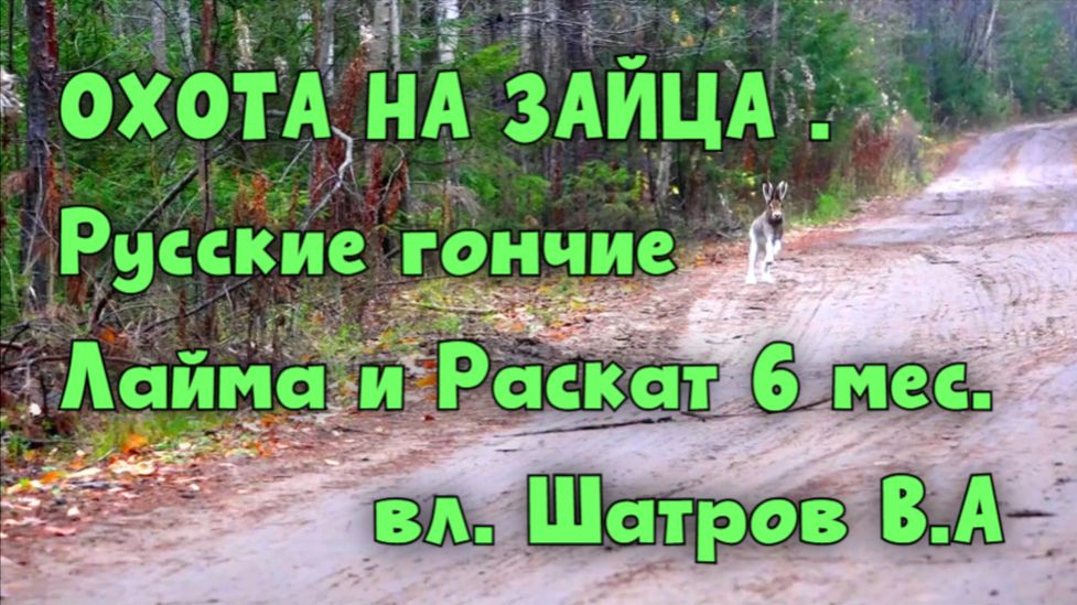 ОХОТА НА ЗАЙЦА . Русские гончие Лайма и Раскат 6 мес.  вл. Шатров В.А.#охотасгончей #топ #hunting