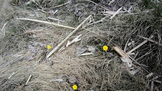 Весна в городе. Начало апреля 2024 г. г. Тюмень. Сквер Школьный.