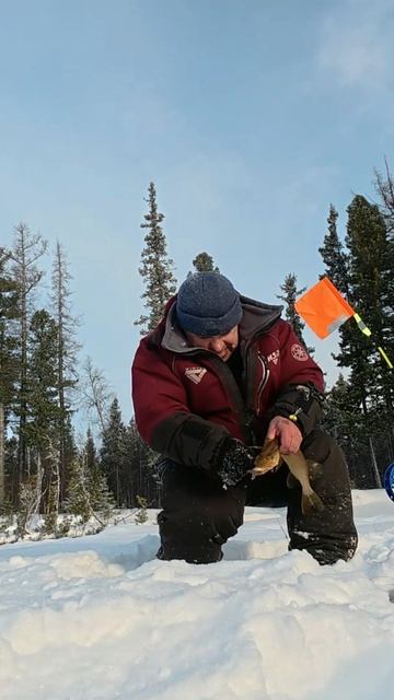 Такую отпустим.