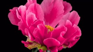 новости канала •катерино world$