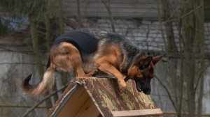 Джая ОКД-старт