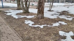 РОДИНА ЩЕДРО ПОИЛА МЕНЯ БЕРЕЗОВЫМ СОКОМ