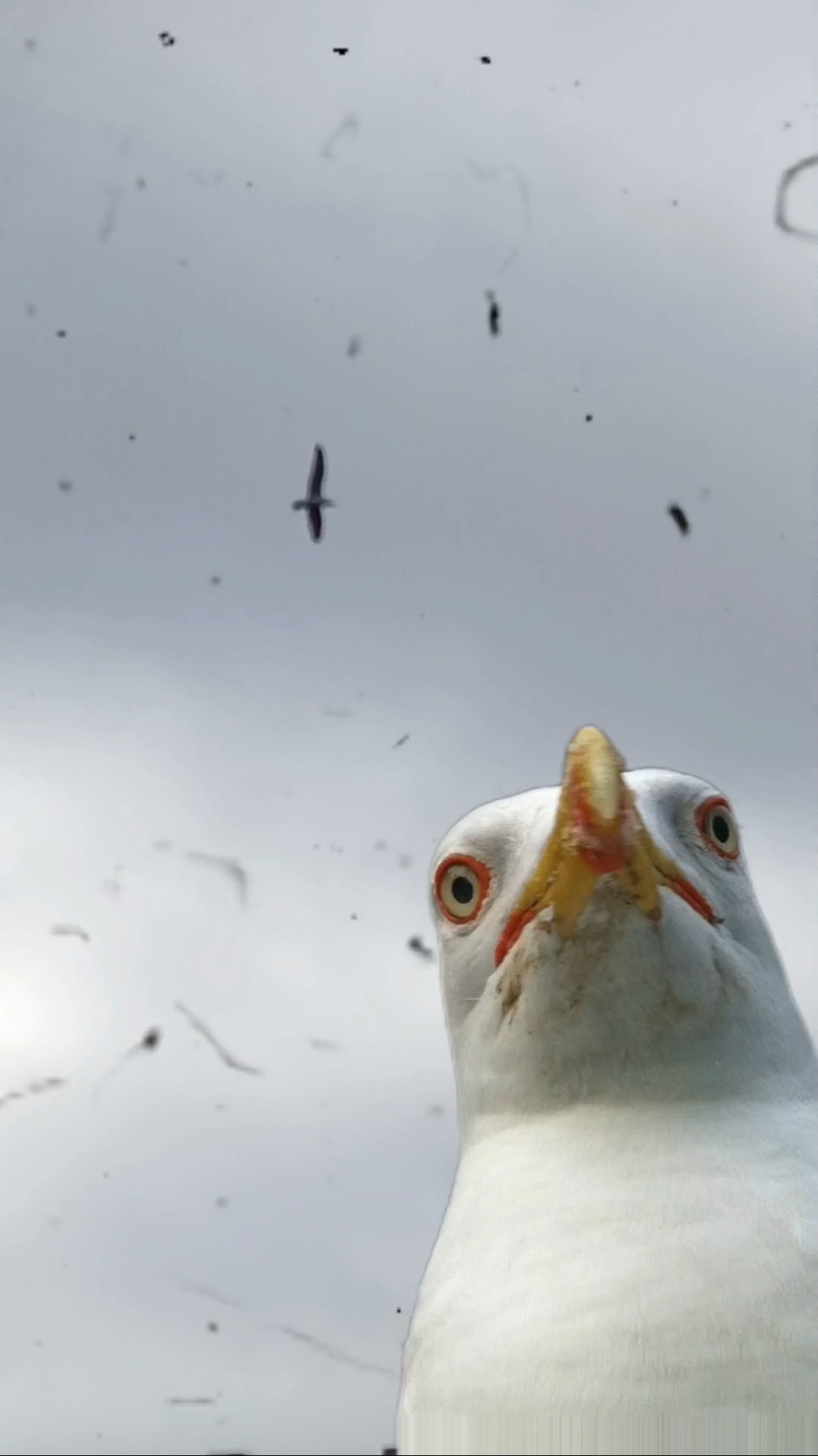 Гоняю птиц в Питере #голуби #прикол