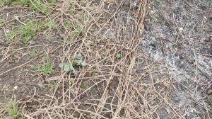 подготовка участка