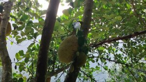 Хлебное дерево растёт так!