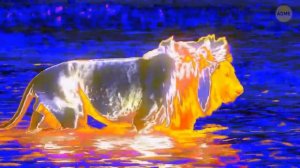 50+ удивительных фактов о животных, которые не рассказывали в школе!