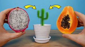 Посадил семена экзотических фруктов и вот что выросло через месяц