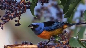 Самый сладкий ностальгический вальс (с аккордеоном и скрипкой) @RelaxVibes-n7l