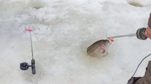 Ловим форель на активные снасти. Спорт-зона. Клёвое место Лосиный остров.