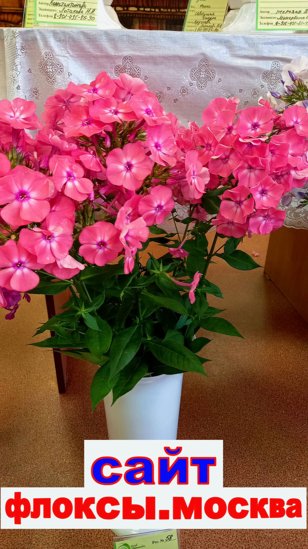 ВЫСТАВКА ФЛОКСОВ В МОСКВЕ в библиотеке Грибоедова часть 2