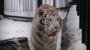 Красавец бенгальский тигр Кови на прогулке 27.03.2026