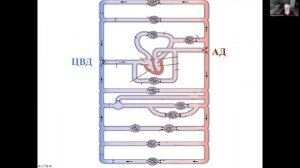 Лекция 17. Нормальная физиология для ИКМ и ИМД. Гемодинамика. Кузнецова Т.Е.