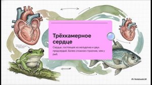 Биология 8 класс параграф 37 Внутреннее строение и жизнедеятельность земноводных краткий пересказ