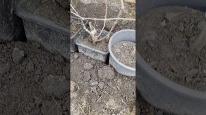 Весна пришла. 28.03.26