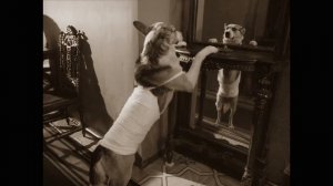 Я красавец! Собачий принц! Фрагменты из фильма ″Собачье сердце″. 1988 г.