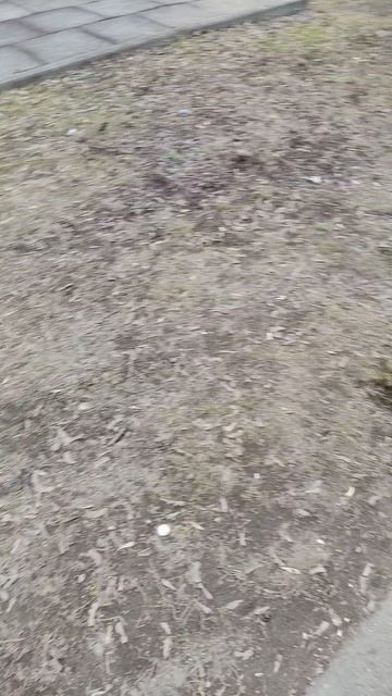 28-03-2026два папиньона гуляют с дедушками