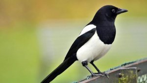 Сорока - самая умная птица (Птицы России) Фильм 70