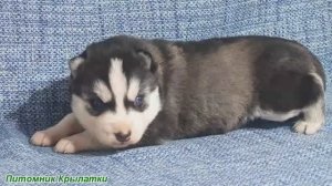 Предлагаем девочку щенка хаски, голубоглазую и черно-белую родилась 6 марта 2026 года