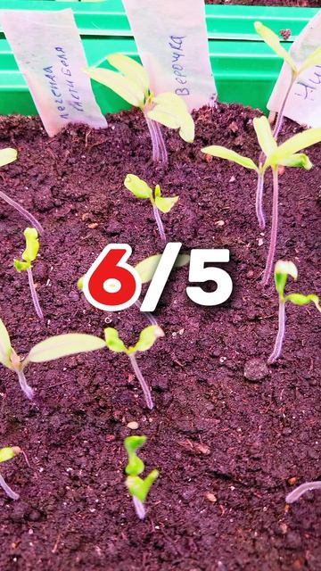 Всхожесть семян