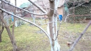 28.03.2026 год. Зацветают деревья.