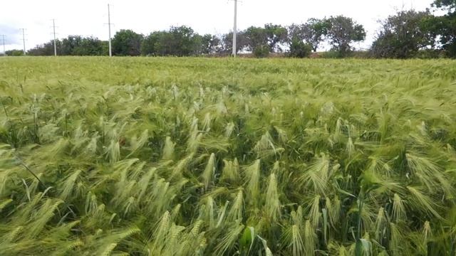 Волны на пшеничном поле