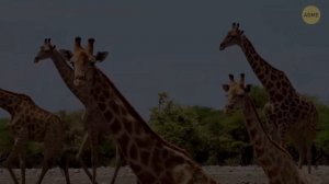 В Амазонии только что нашли нового гигантского змея