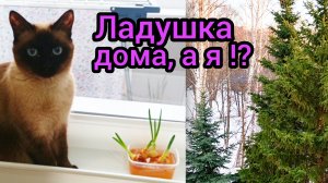 😊Ладушка🐈радует,а у меня🏥