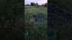 Музыка сада автор Анна Свинцова .mp4