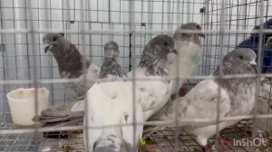 28.03.2026г Сборная в Москве на Садоводе!!!