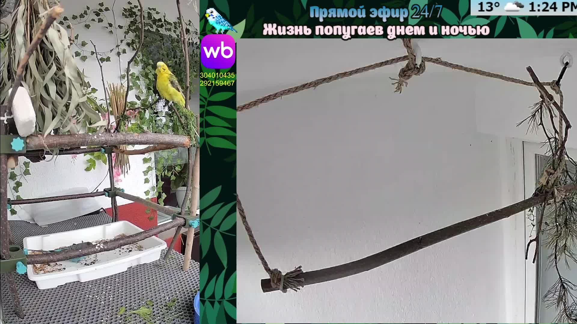 Волнистые попугаи 🦜🦜🦜 | авиарий на балконе📍