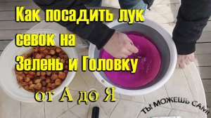 Как посадить лук севок на Зелень и Головку . Как подготовить грядку и почву. От А до Я