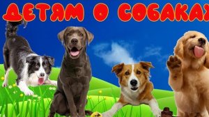 Развивающее видео о собаках для детей