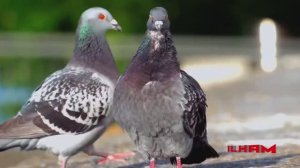 🅳🅹.🅸🅻🅷🅰🅼 ⚡ 🅿🅴🅰🅲🅴 🕊️