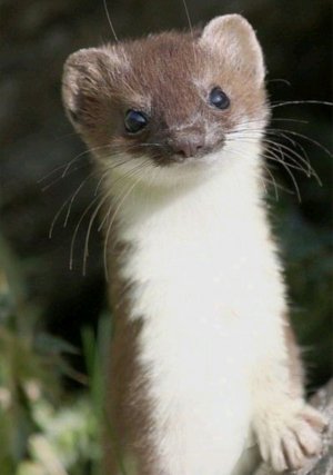 Говорите что делать нам