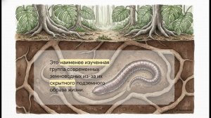 Биология 8 класс параграф 38 Многообразие и значение земноводных в природе и жизни человека пересказ