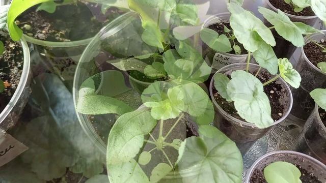 ОБЗОР РАССАДЫ ЦВЕТОВ В МАРТЕ.