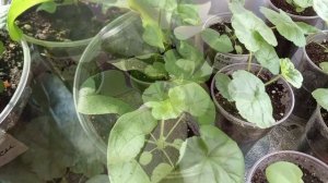 ОБЗОР РАССАДЫ ЦВЕТОВ В МАРТЕ.